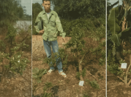 Vụ án hủy hoại cây trên đất của mình tại Lục Nam (Bắc Giang): từ 'bị hại' trở thành 'bị cáo'