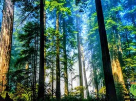 Tội trồng cây thuốc phiện, cây côca, cây cần sa hoặc các loại cây khác có chứa chất ma túy