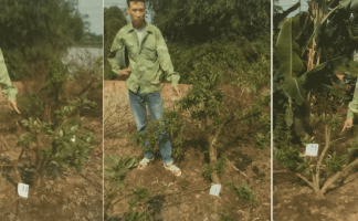 Vụ án hủy hoại cây trên đất của mình tại Lục Nam (Bắc Giang): từ 'bị hại' trở thành 'bị cáo'