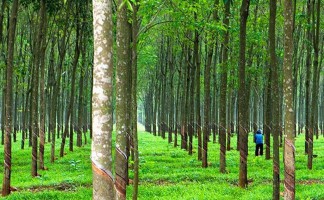 Đất trồng cây công nghiệp lâu năm là gì - Và những vấn đề pháp lý có liên quan