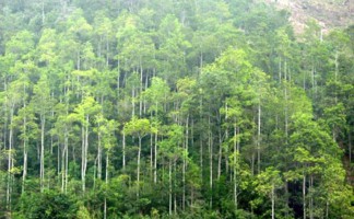 Mẫu hợp đồng cho thuê đất trồng cây lâu năm