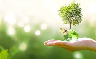 Hủy hoại rừng - hành vi tàn phá môi trường nghiêm trọng!