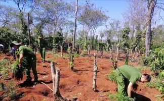 Trồng cây cần sa bị xử lý như thế nào theo quy định của pháp luật?