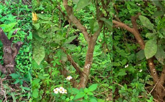 Chính phủ quy định như thế nào về quản lý động, thực vật quý hiếm?