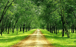 Tài nguyên đất là gì? Ảnh hưởng từ tự nhiên và hoạt động sinh hoạt đến tài nguyên đất