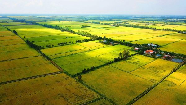 Những điều phải biết về hạn mức sử dụng đất nông nghiệp 